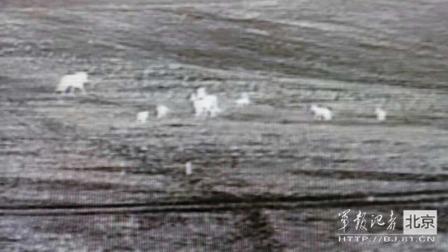 邊防軍出奇事:白天見珍稀動(dòng)物晚上拍狼馬大戰(zhàn)