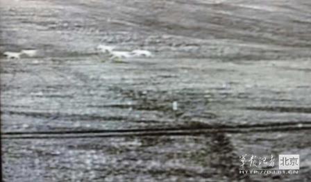 邊防軍出奇事:白天見珍稀動(dòng)物晚上拍狼馬大戰(zhàn)