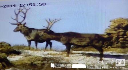 邊防軍出奇事:白天見珍稀動(dòng)物晚上拍狼馬大戰(zhàn)