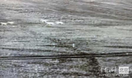 邊防軍出奇事:白天見珍稀動(dòng)物晚上拍狼馬大戰(zhàn)