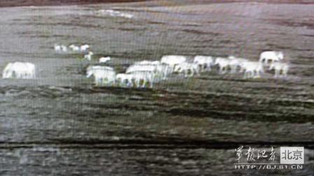 邊防軍出奇事:白天見珍稀動(dòng)物晚上拍狼馬大戰(zhàn)