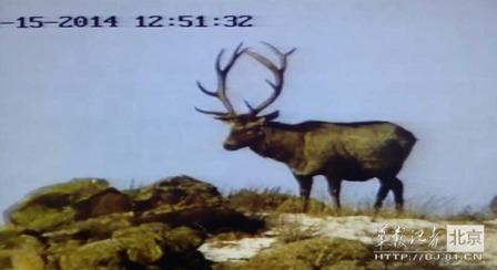 邊防軍出奇事:白天見珍稀動(dòng)物晚上拍狼馬大戰(zhàn)