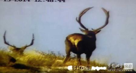 邊防軍出奇事:白天見珍稀動(dòng)物晚上拍狼馬大戰(zhàn)